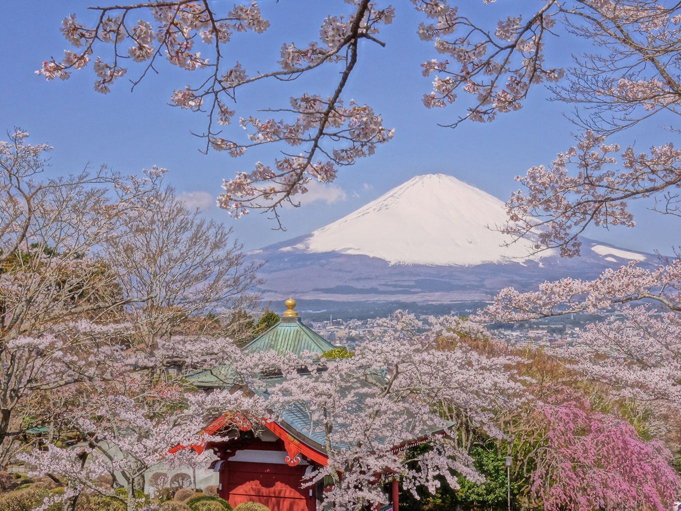 第21回御殿場桜まつり | indexgotemba