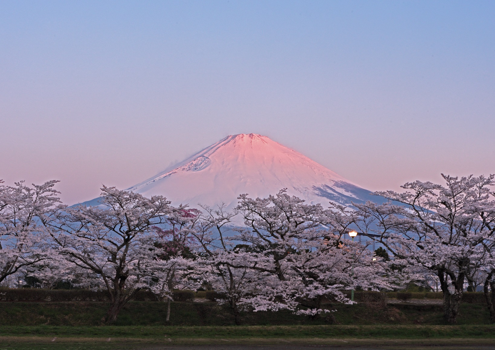 第21回御殿場桜まつり写真コンテスト | indexgotemba