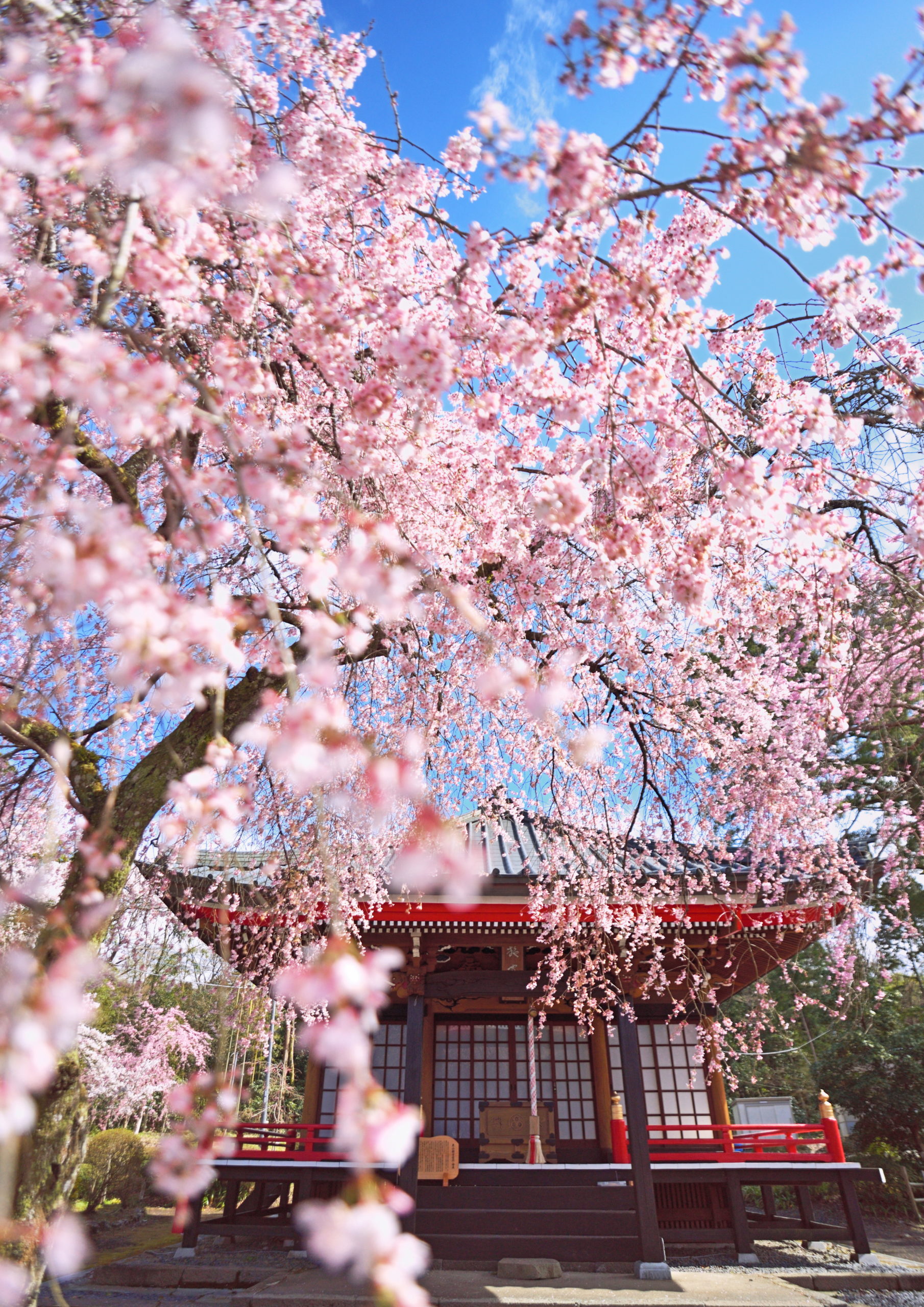 第22回御殿場桜まつり | indexgotemba