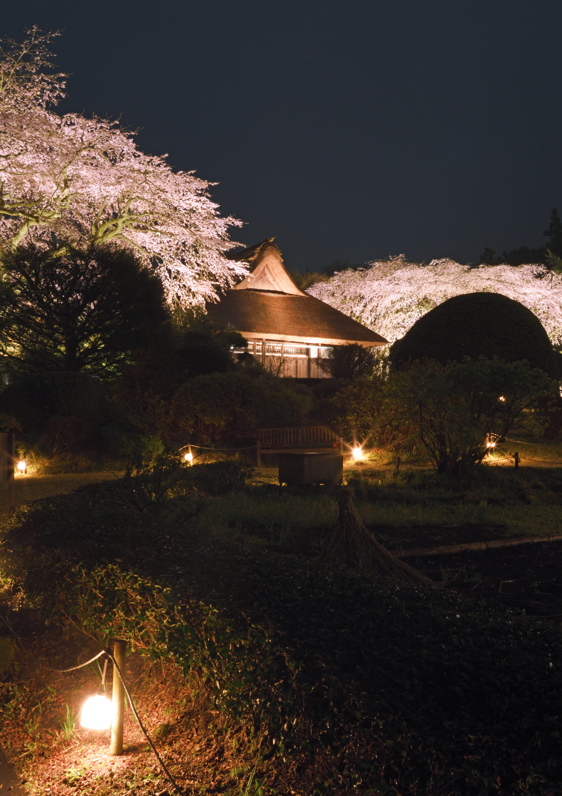 第23回御殿場桜まつり | indexgotemba