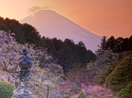 第２４回御殿場桜まつり